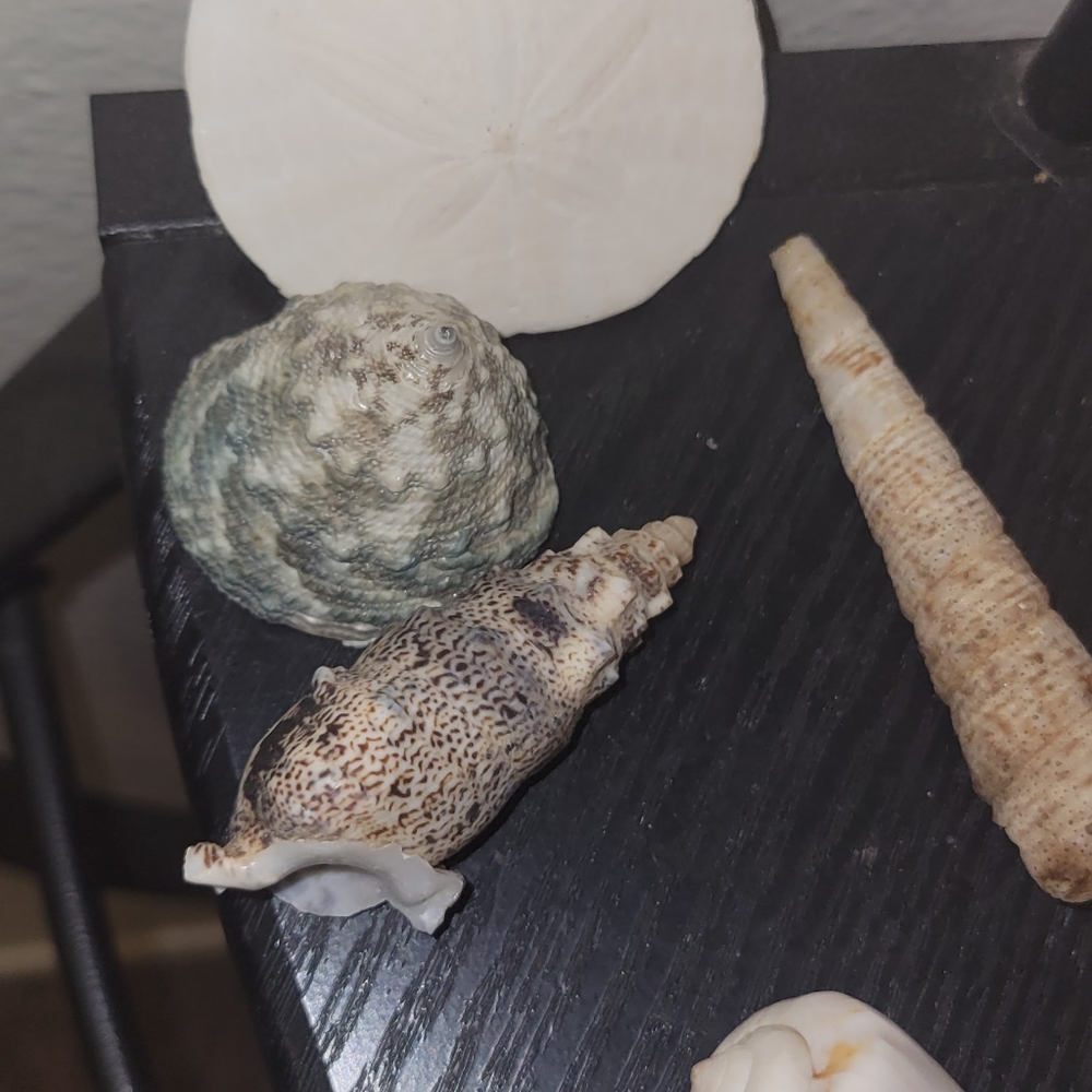 Natural Sea Shell assortment - Picture 3 of 5